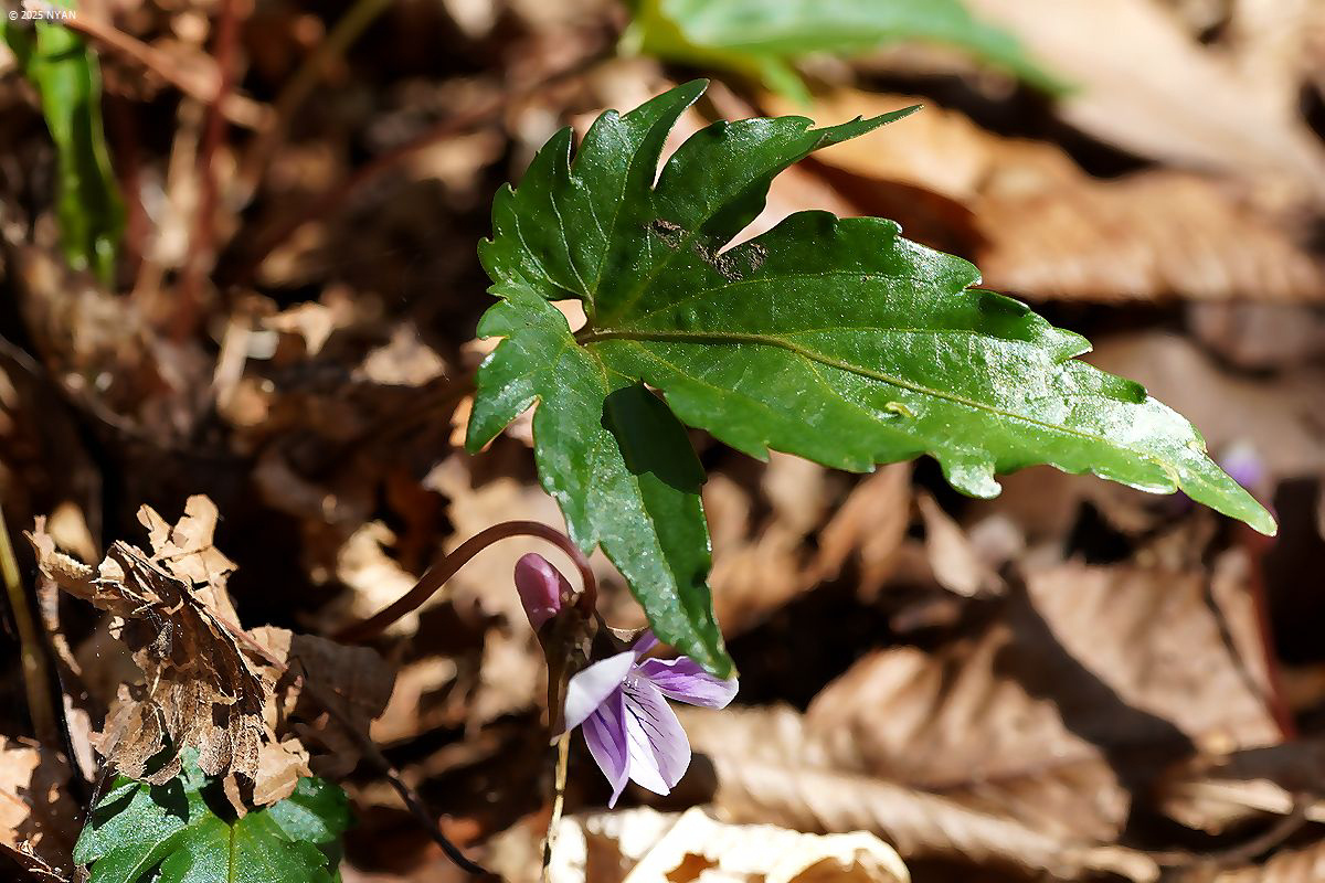 カワギシスミレ（交雑種）