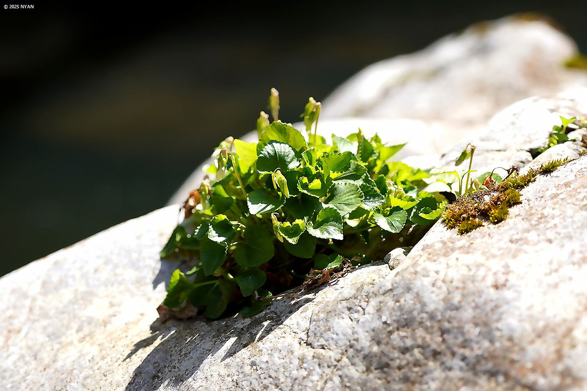 ケイリュウタチツボスミレ