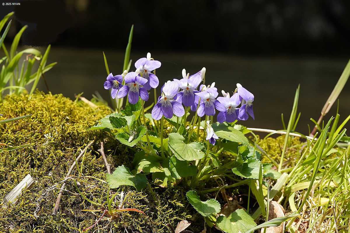ケイリュウタチツボスミレ
