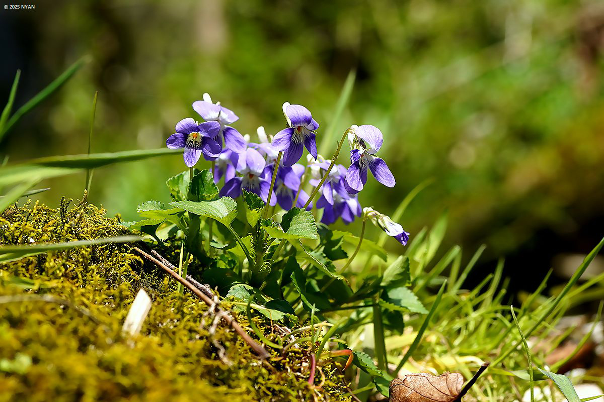 ケイリュウタチツボスミレ