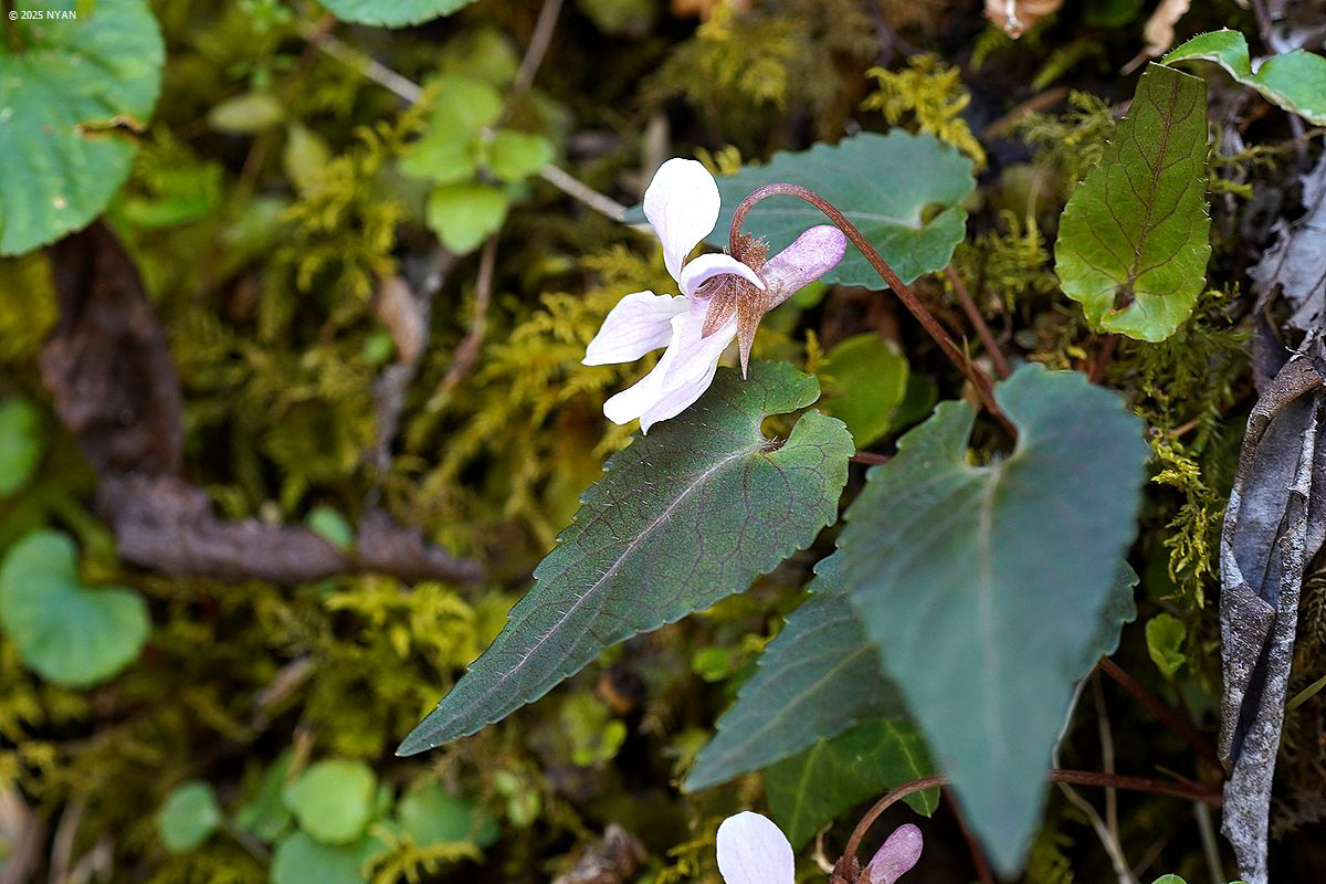 ハグロヒナスミレ(俗称) ハグロヒナスミレ(俗称)