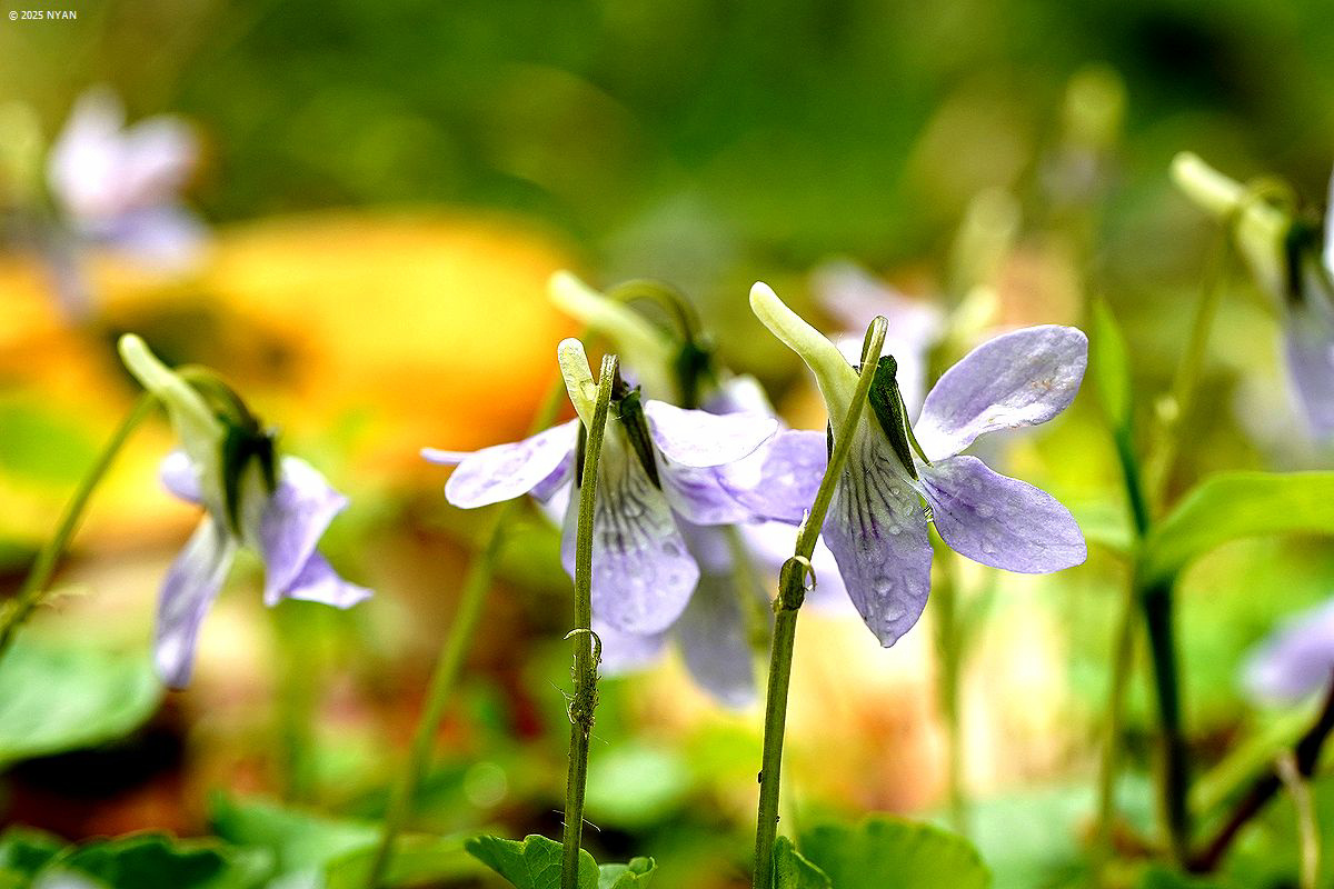 ツルタチツボスミレ