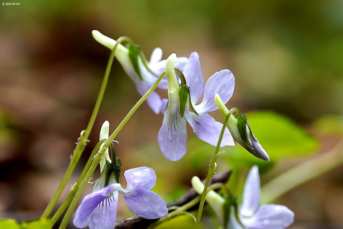 ツルタチツボスミレ