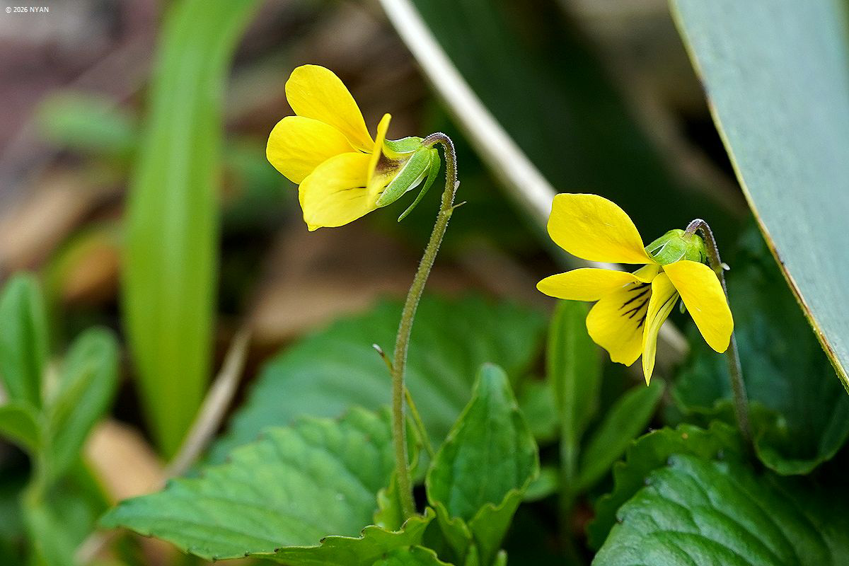 ダイセンキスミレ（亜種）