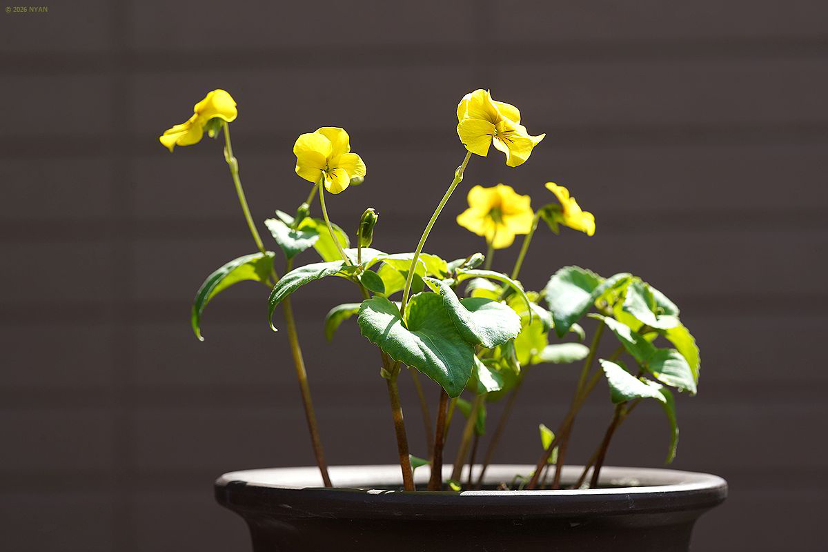 キスミレ（阿蘇産）