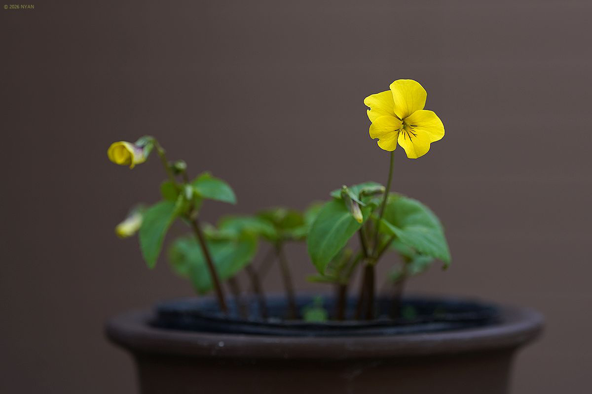 キスミレ（阿蘇産）