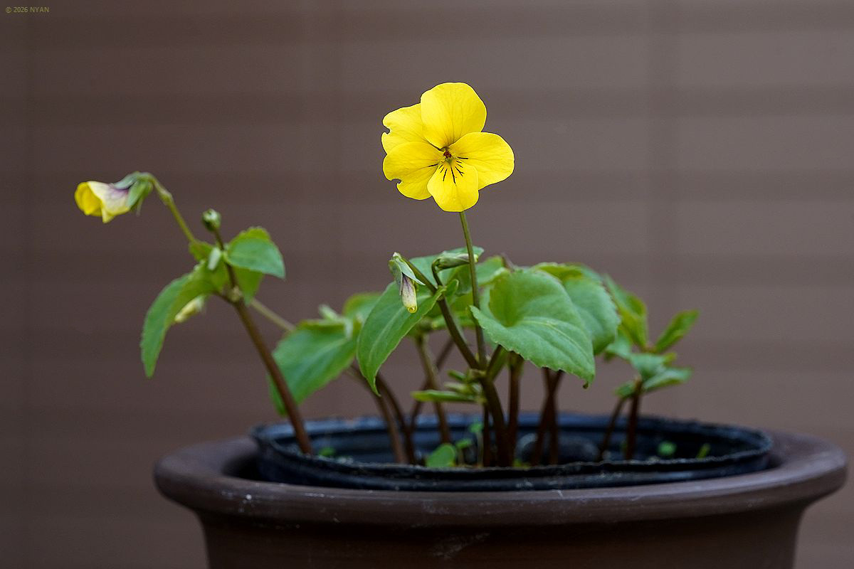 キスミレ（阿蘇産）