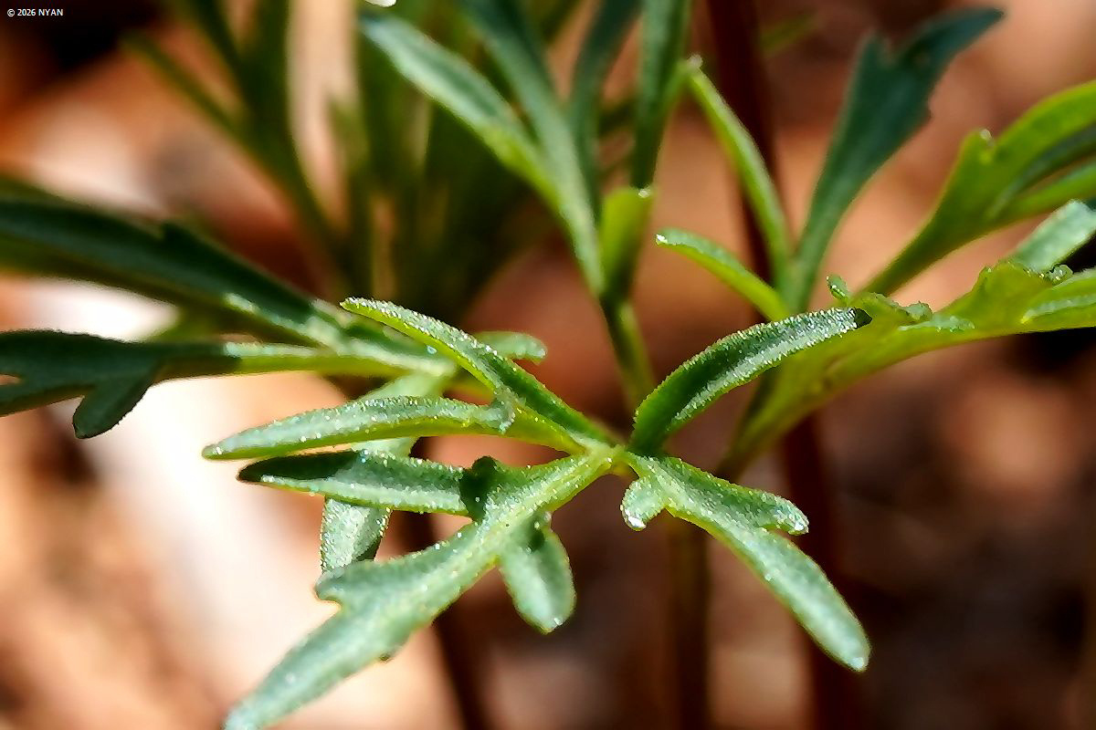 エイザンスミレ