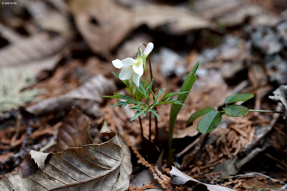 エイザンスミレ