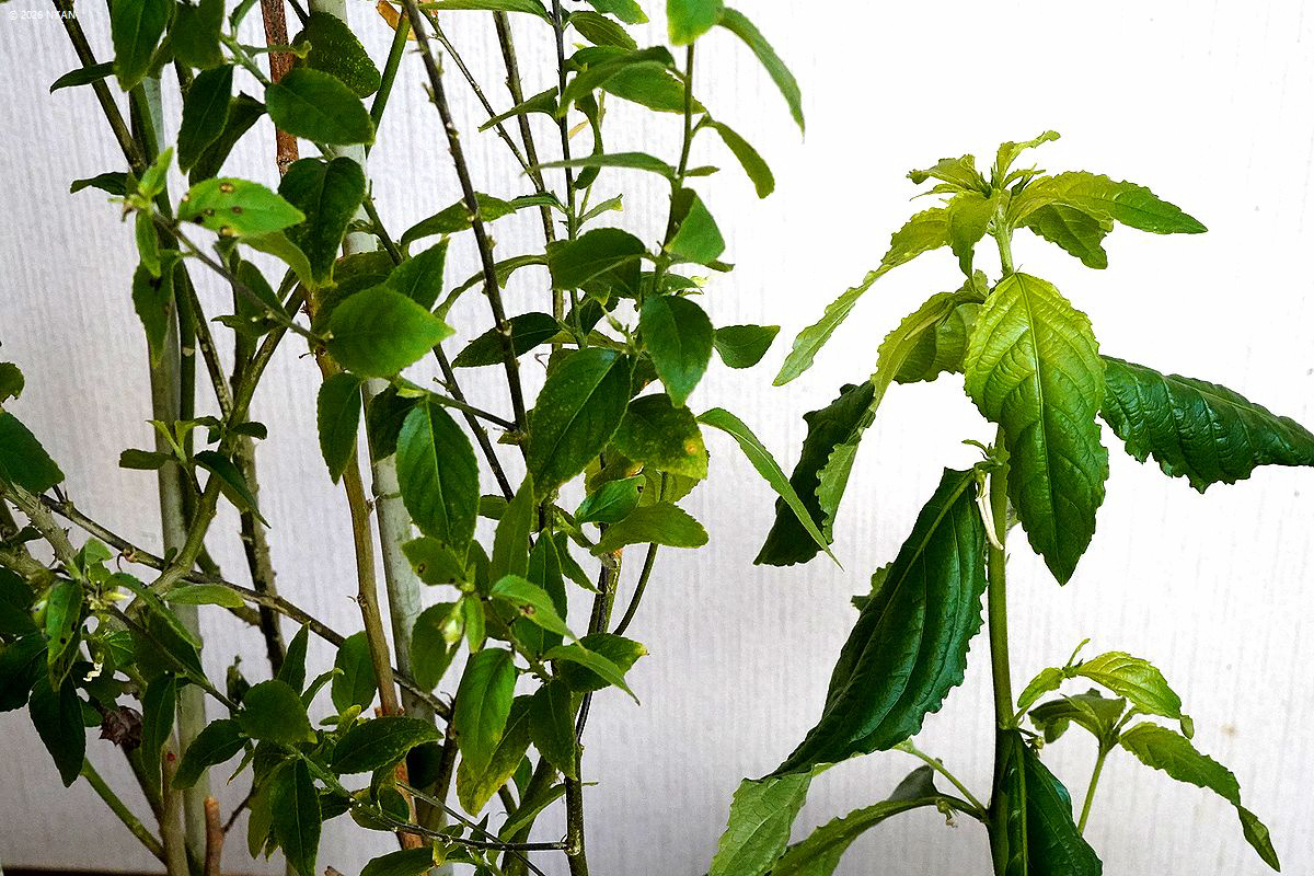 ポンバリア・コミュニス(木本種) ポンバリア・コミュニス(木本種)