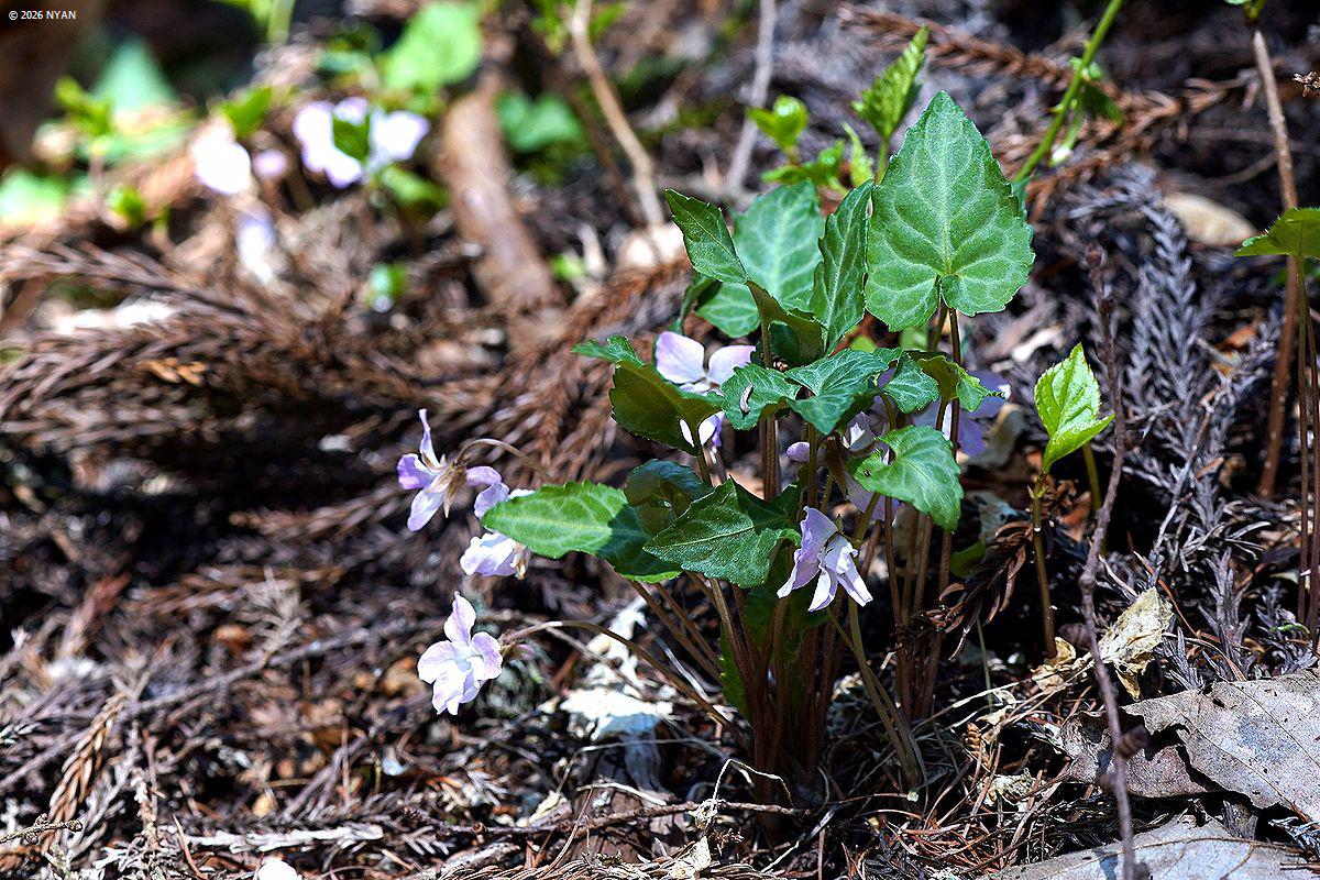フイリヒナスミレ
