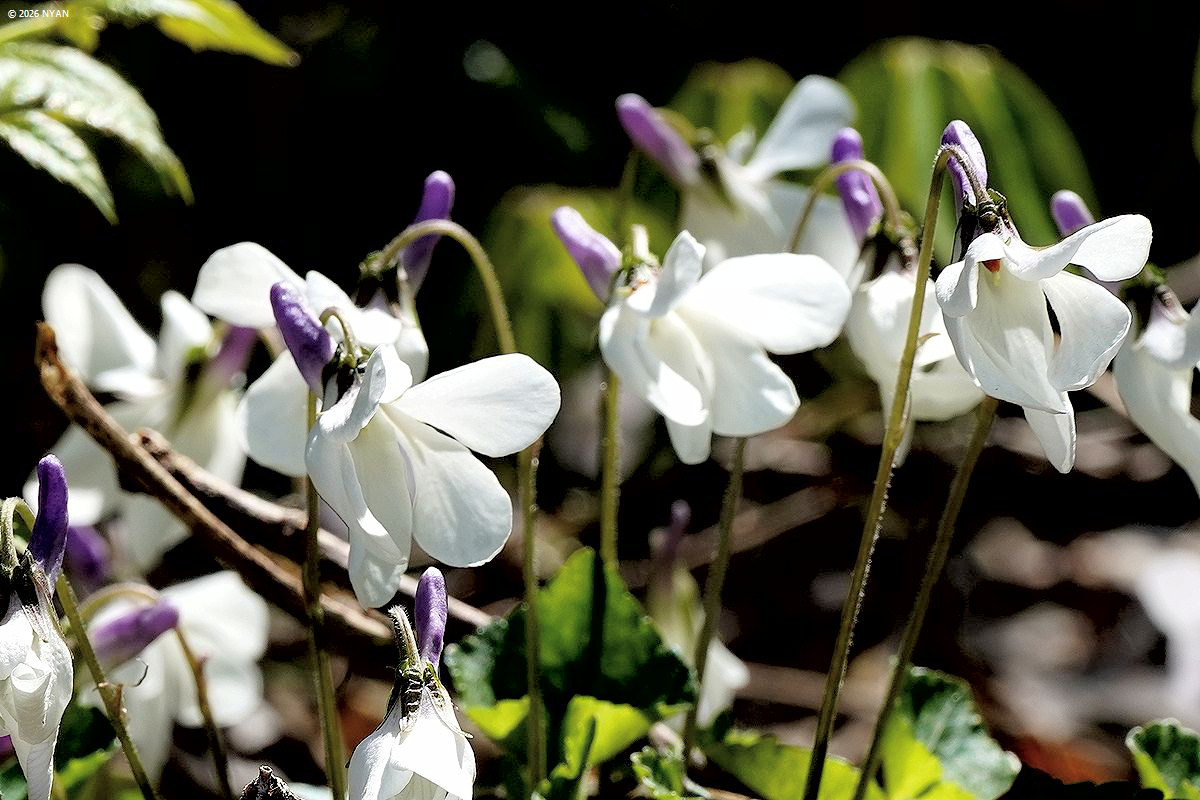 オトメスミレ（品種）