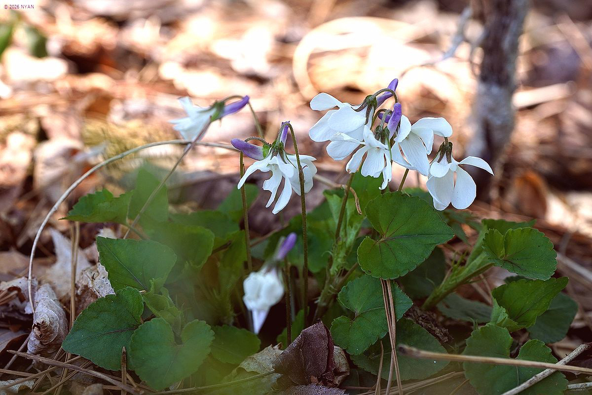 オトメスミレ（品種）