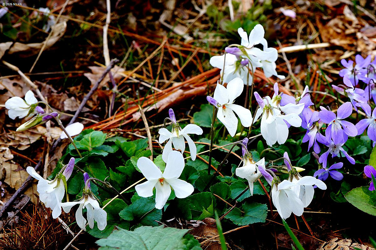 オトメスミレ（品種）