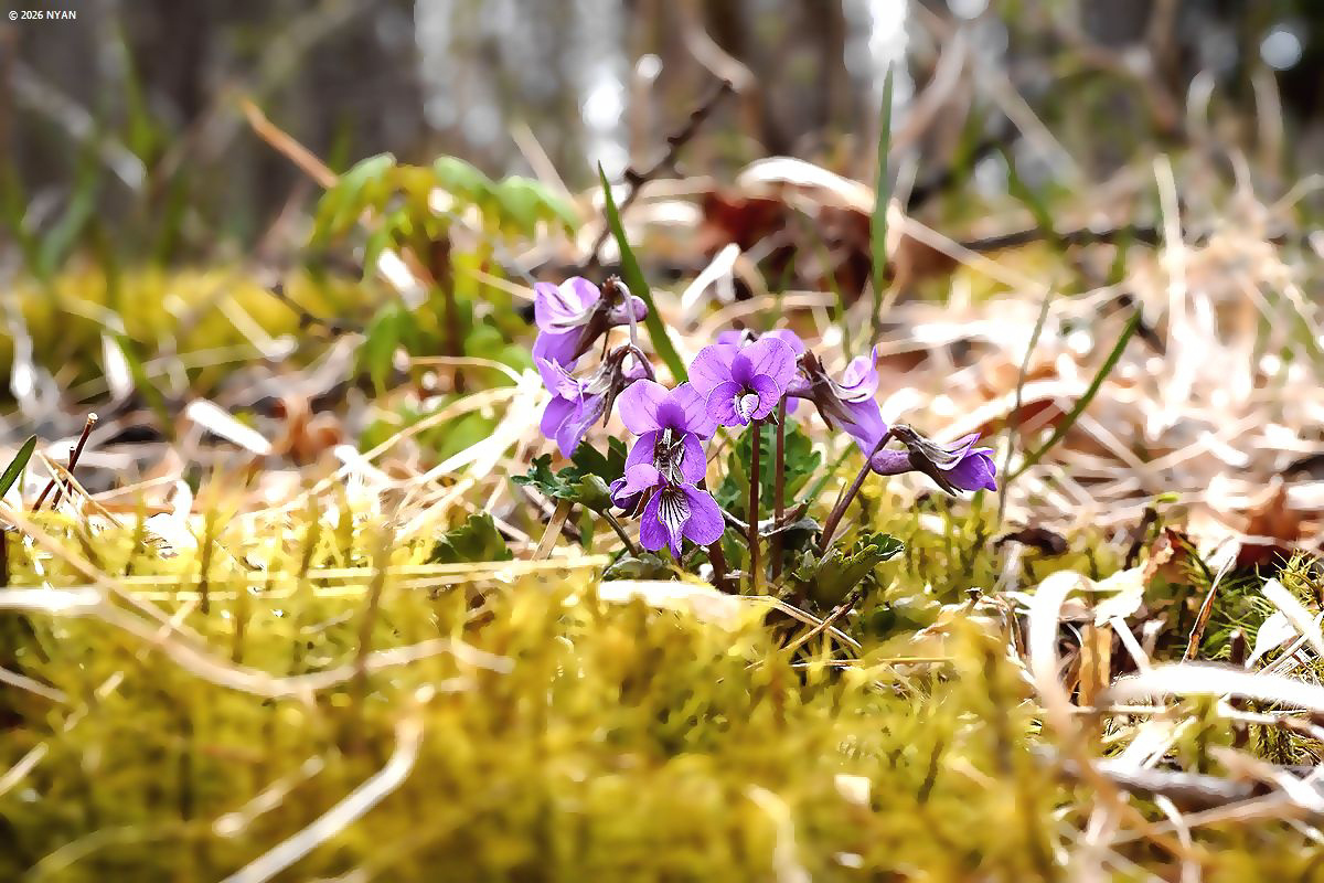 フギレミヤマスミレ（交雑種）