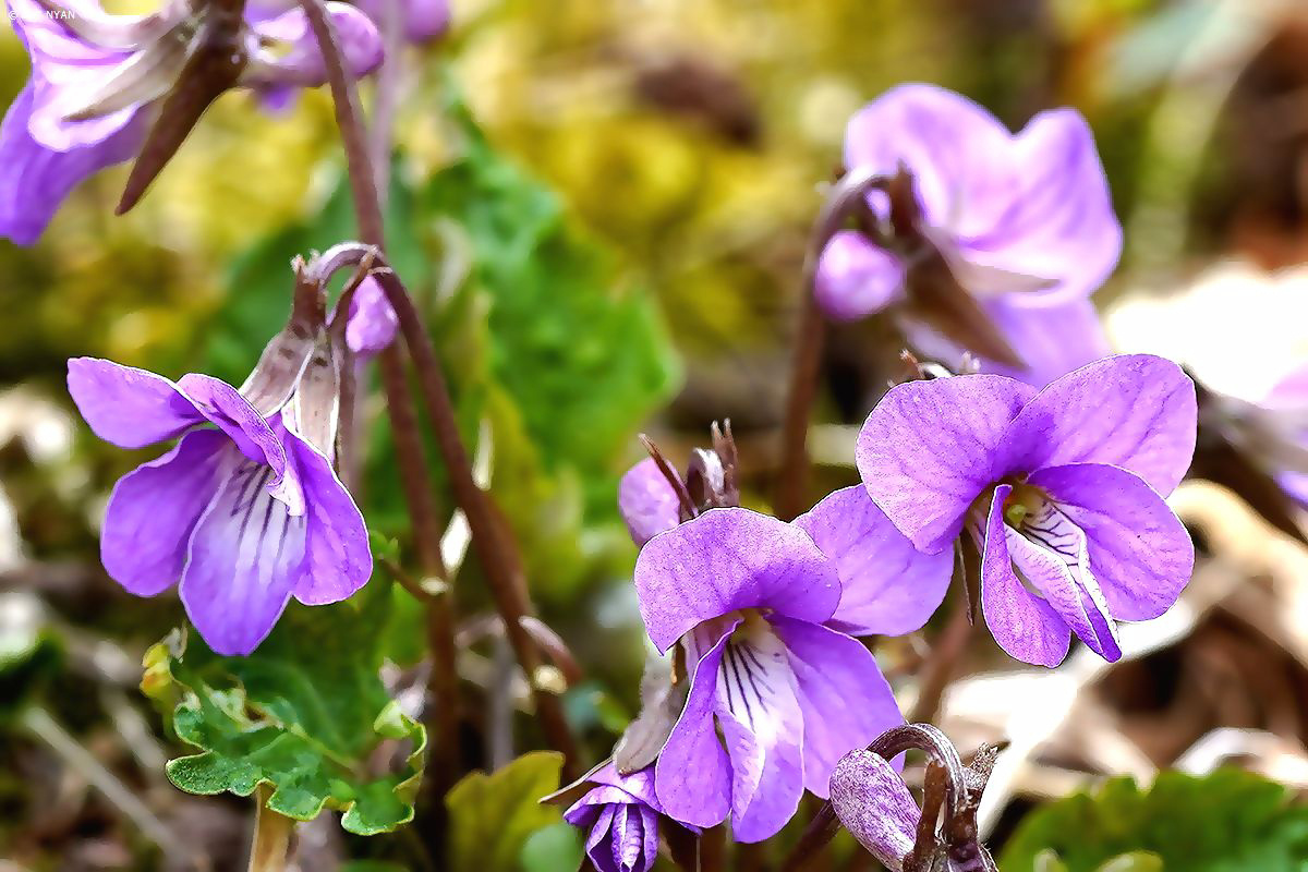 フギレミヤマスミレ（交雑種）