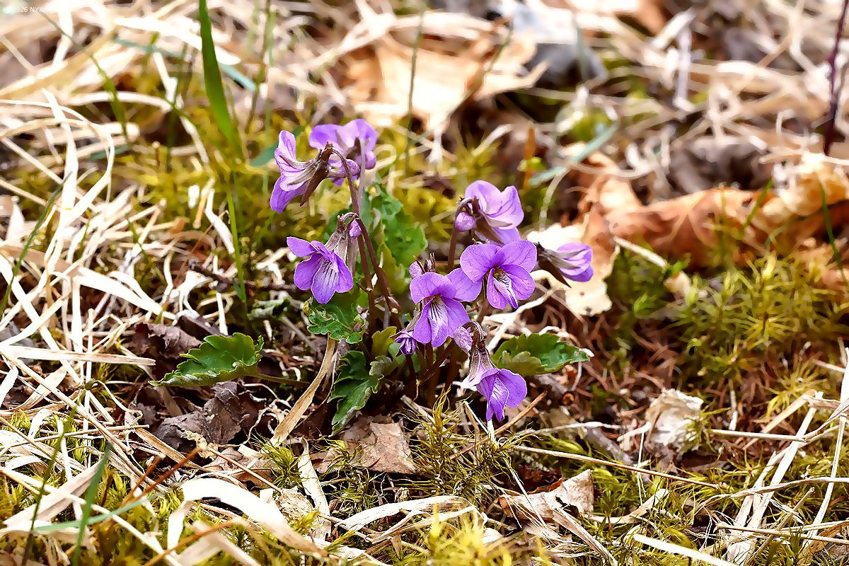 フギレミヤマスミレ（交雑種）