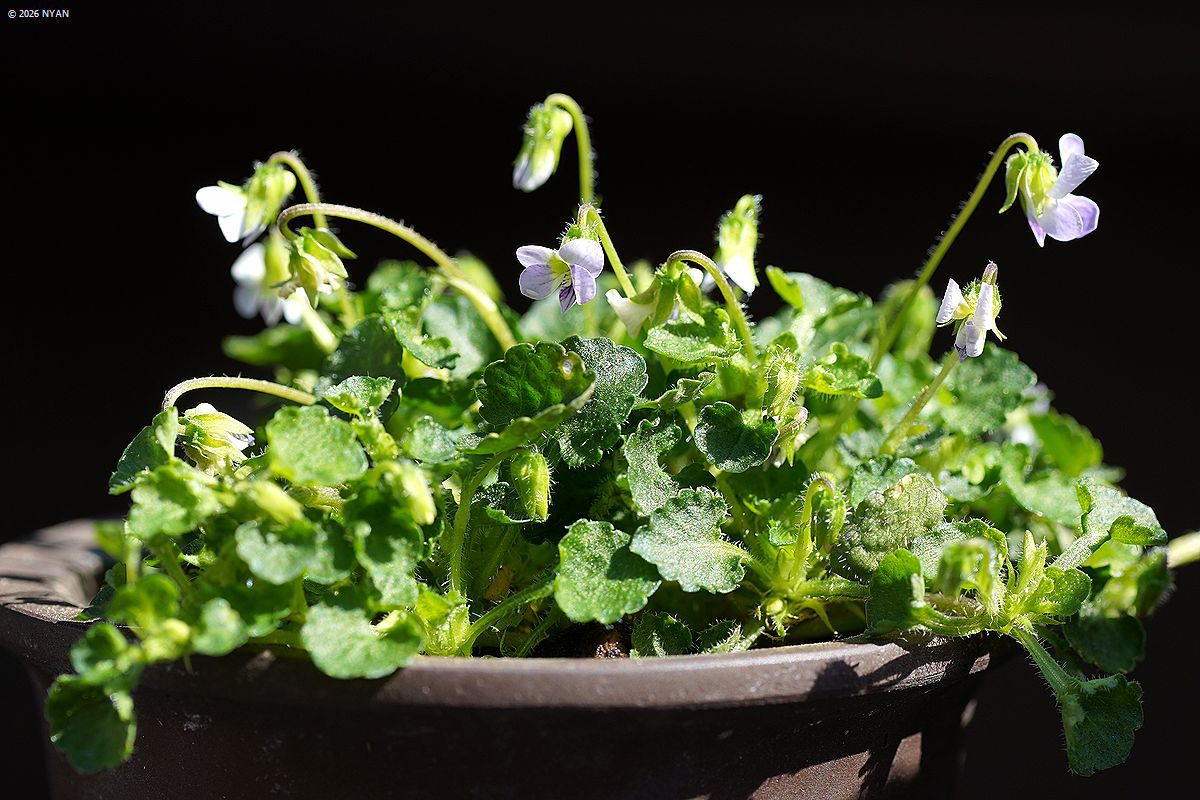 ヴィオラ・アポエンシス（外来種）