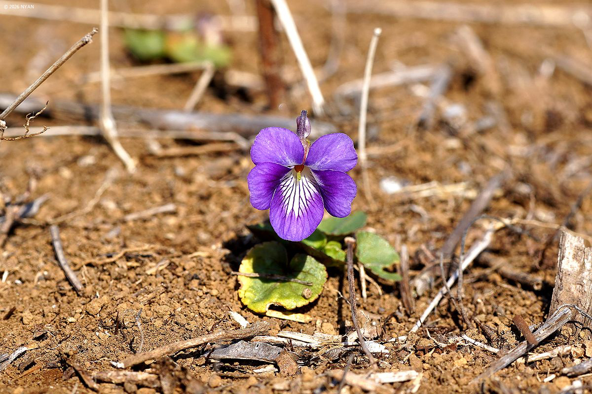 ニオイタチツボスミレ