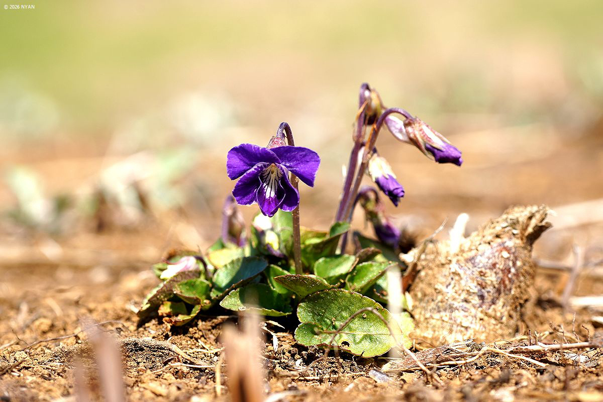 ニオイタチツボスミレ
