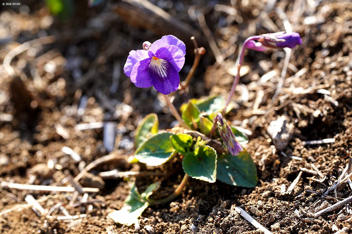 ニオイタチツボスミレ