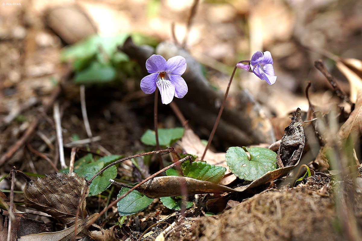 タチツボスミレ