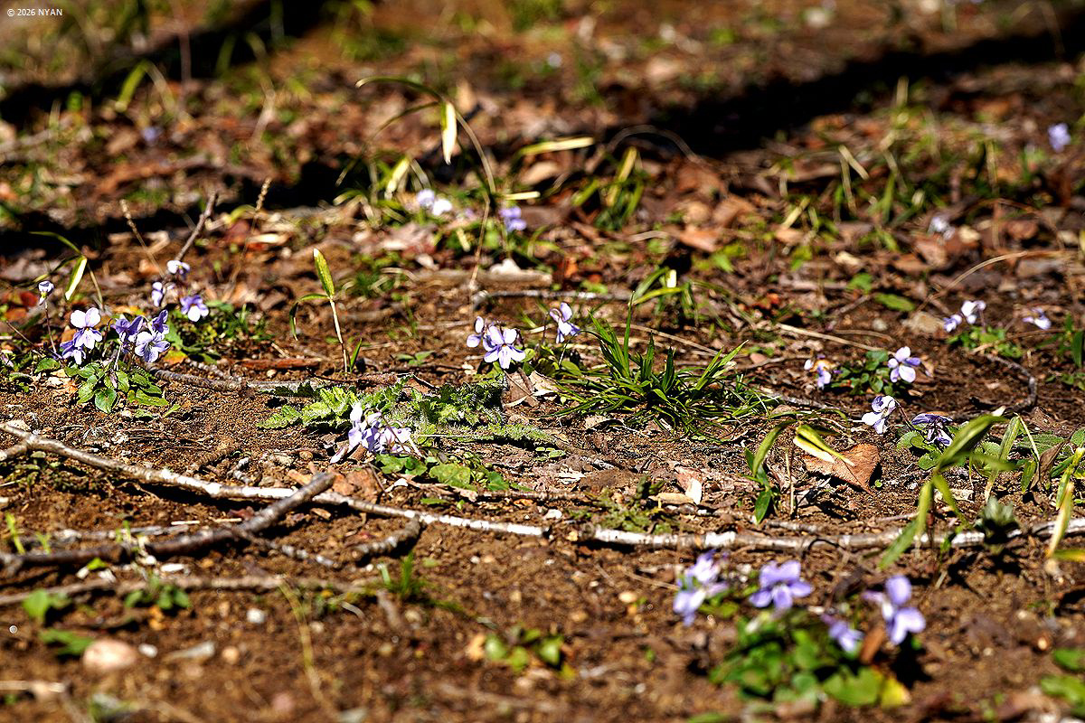 タチツボスミレ