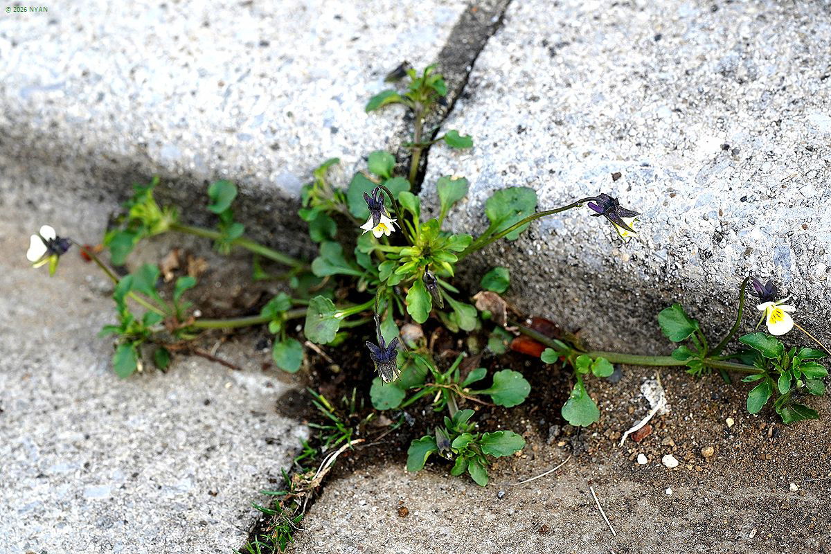 ヴィオラ・アルベンシス（外来種）