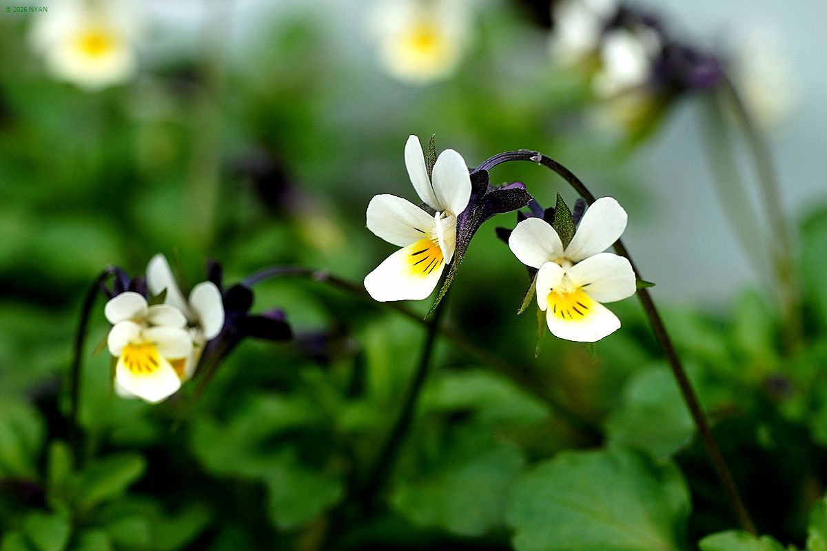 ヴィオラ・アルベンシス（外来種）