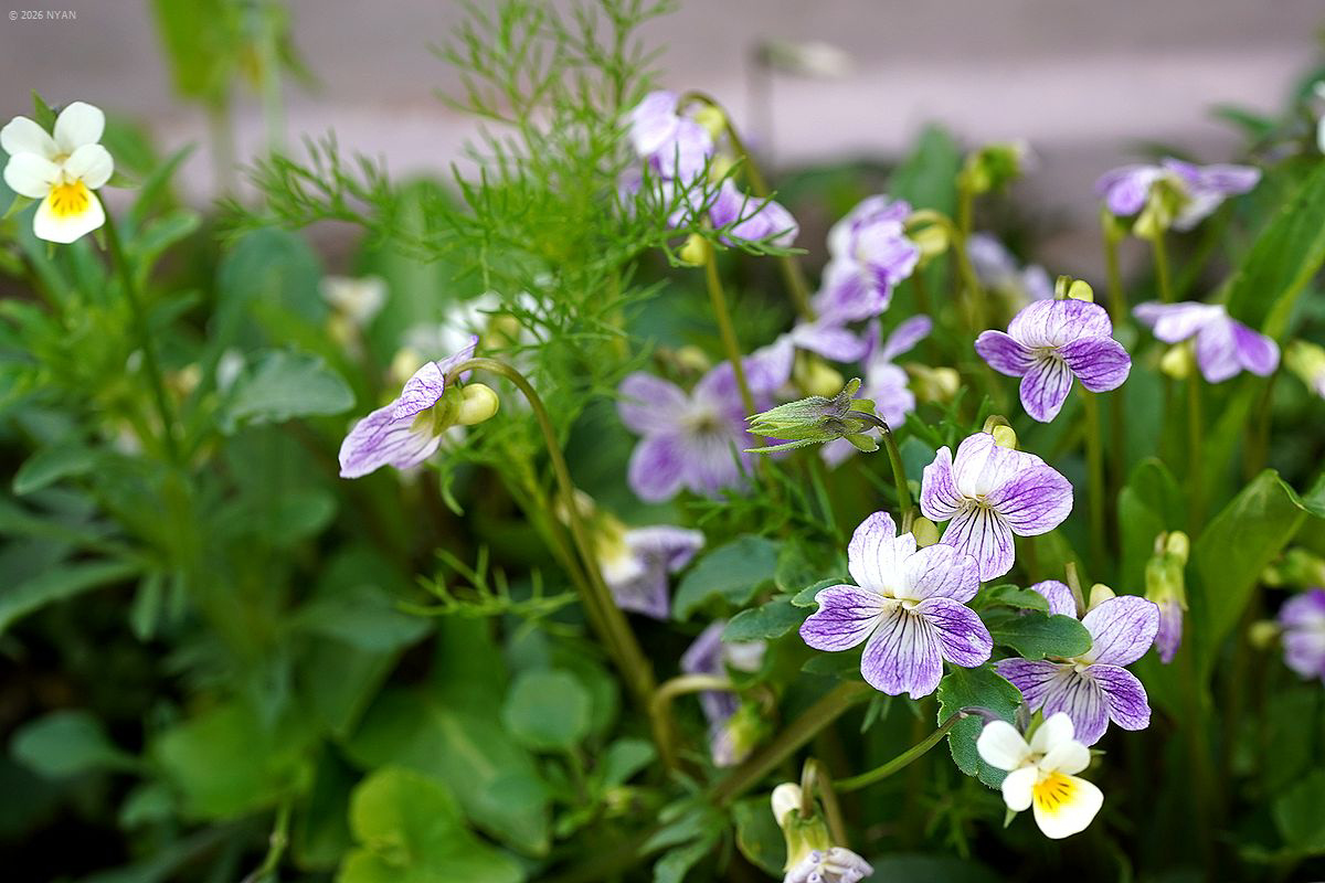 ベニバナアリアケスミレ