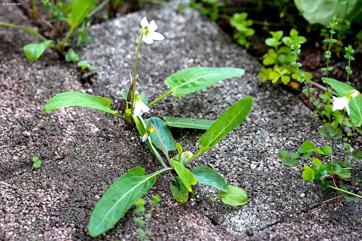 アリアケスミレ