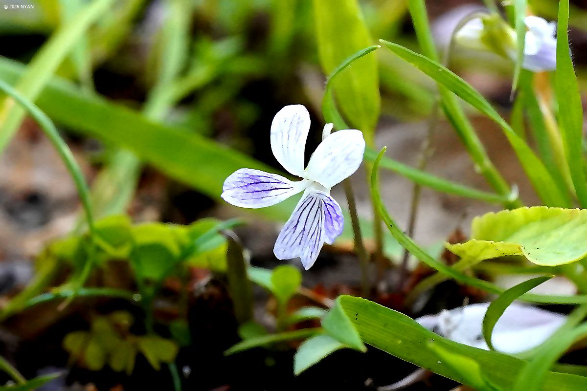 アリアケスミレ