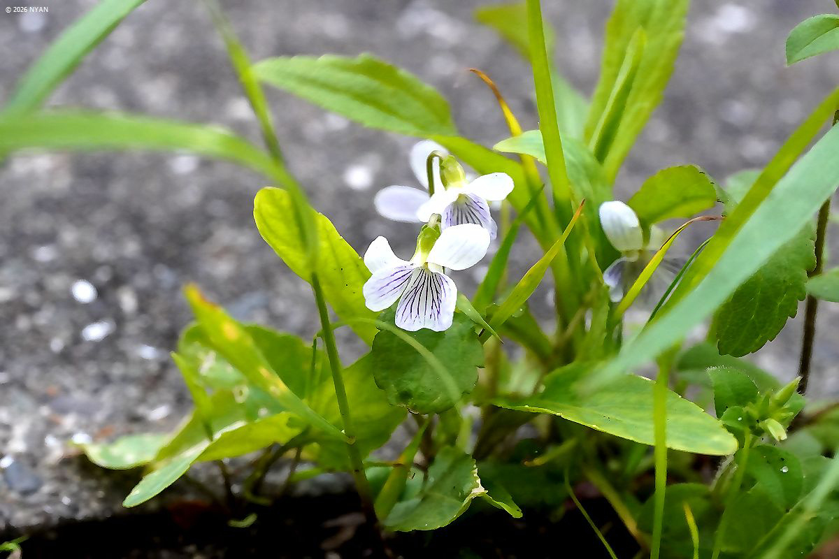 アリアケスミレ