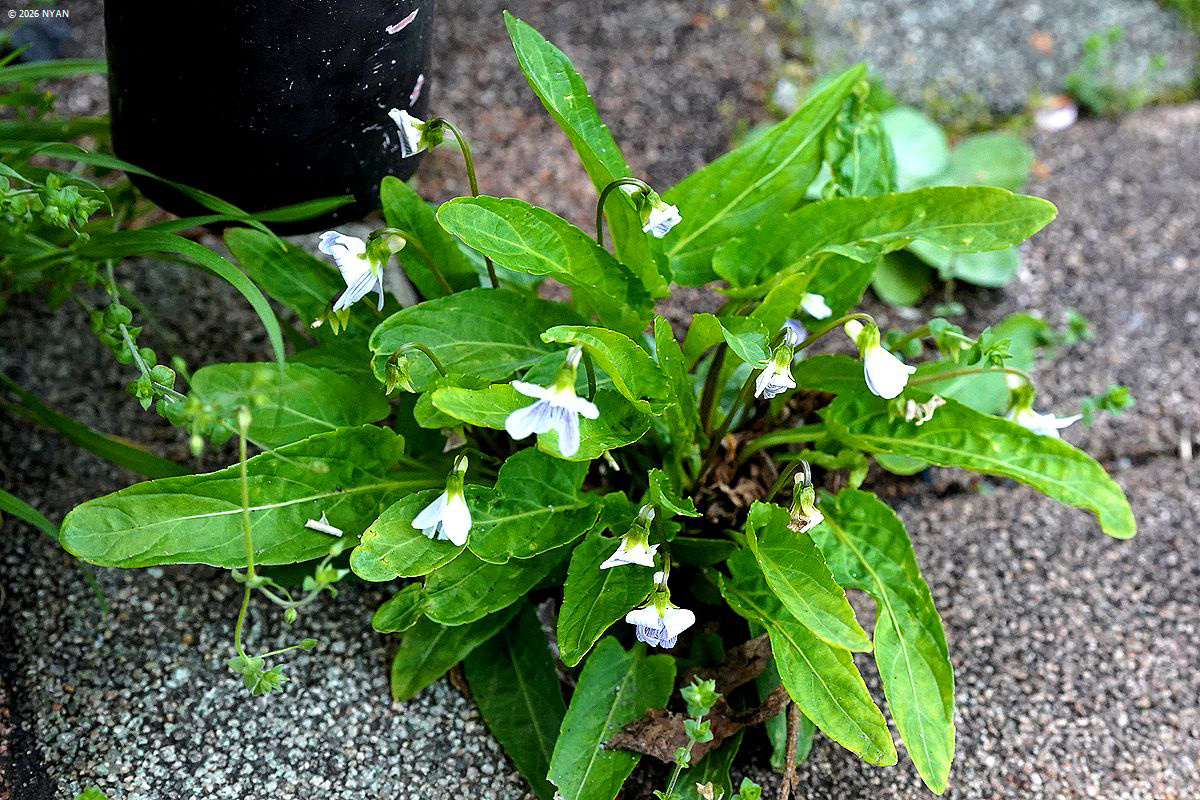 アリアケスミレ