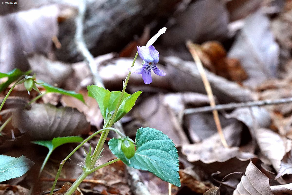 ナガハシスミレ