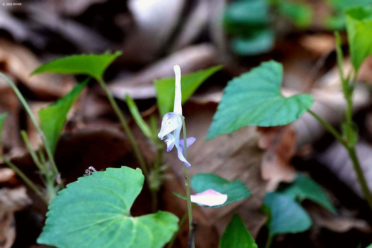 ナガハシスミレ