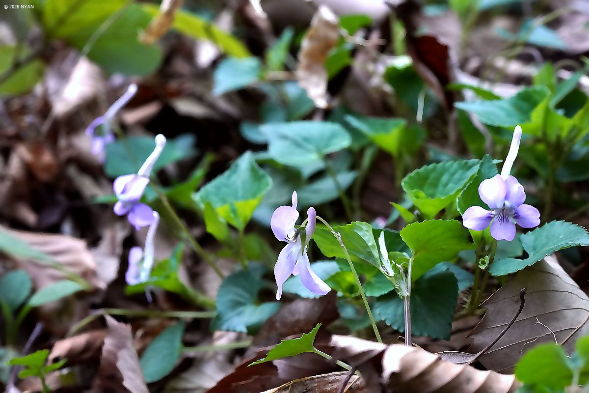 ナガハシスミレ