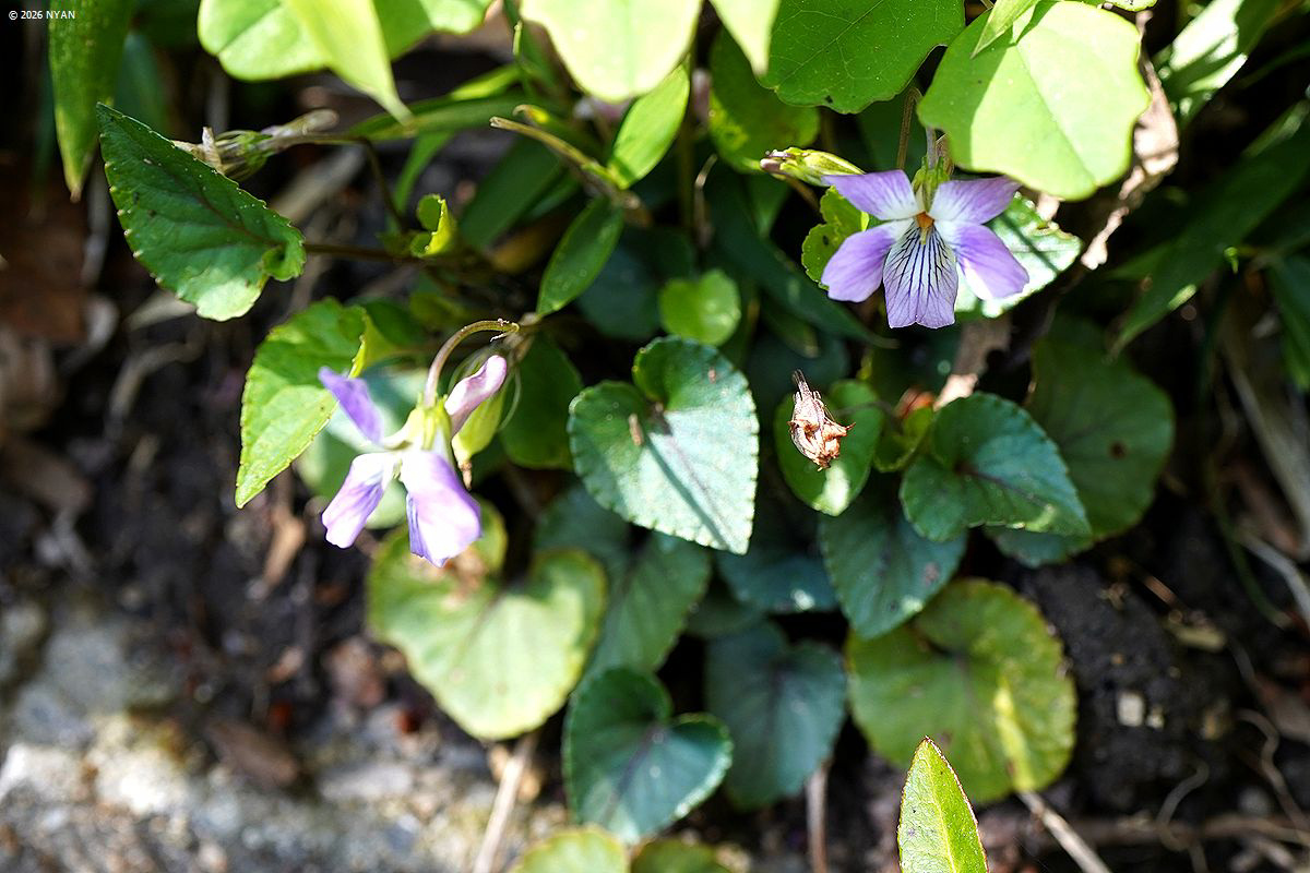 ナガバノタチツボスミレ