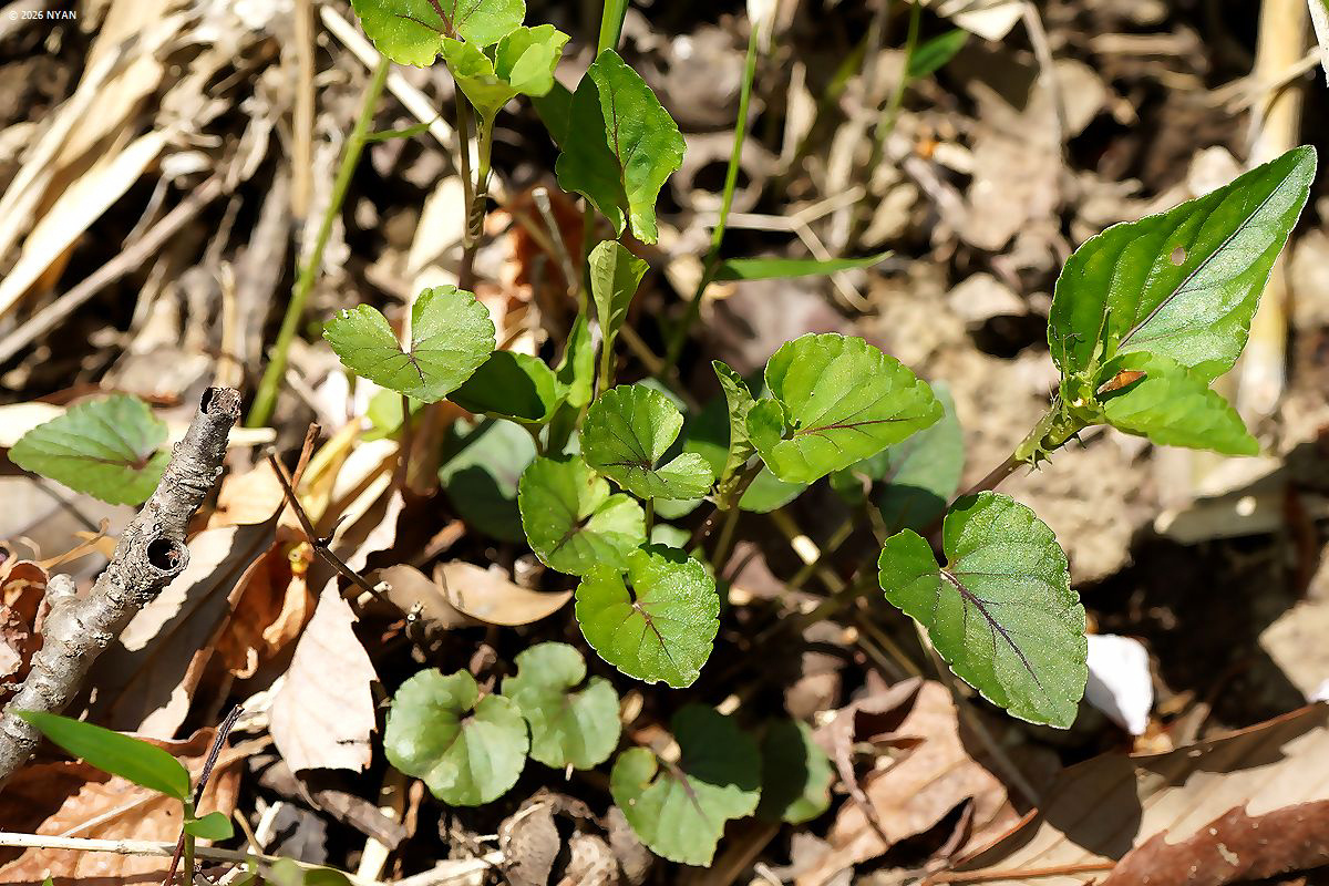 ナガバノタチツボスミレ