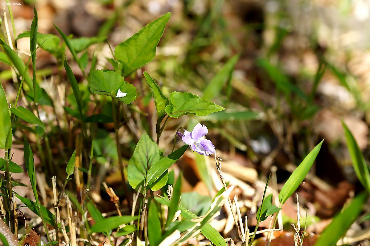 ナガバノタチツボスミレ