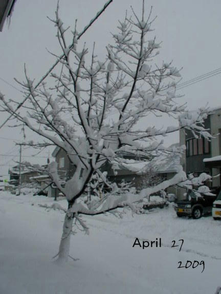 87452006.jpg