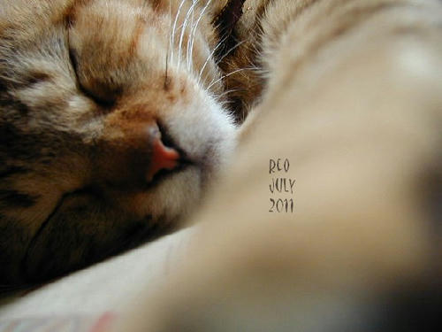 201107281.jpg