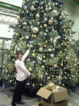 tree.jpg