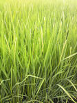 20080718.jpg