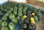 DSC00073.jpg