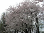 IMG_0589.jpg