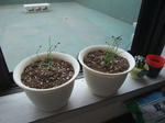 DSCF1297.JPG