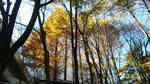 SH380315.JPG