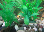 DSCF2373_Rsmall.JPG