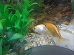 DSCF2423_Rsmall.JPG